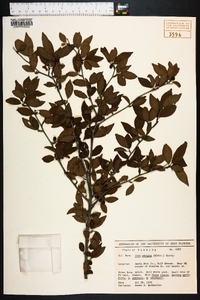 Ilex ambigua image