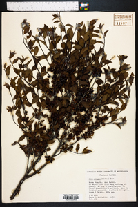 Ilex ambigua image