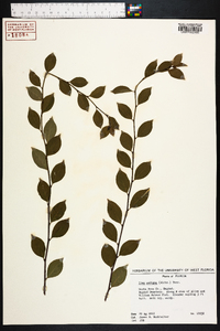 Ilex ambigua image