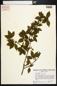 Ilex ambigua image