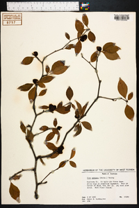 Ilex ambigua image