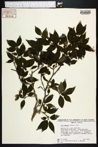 Ilex ambigua image