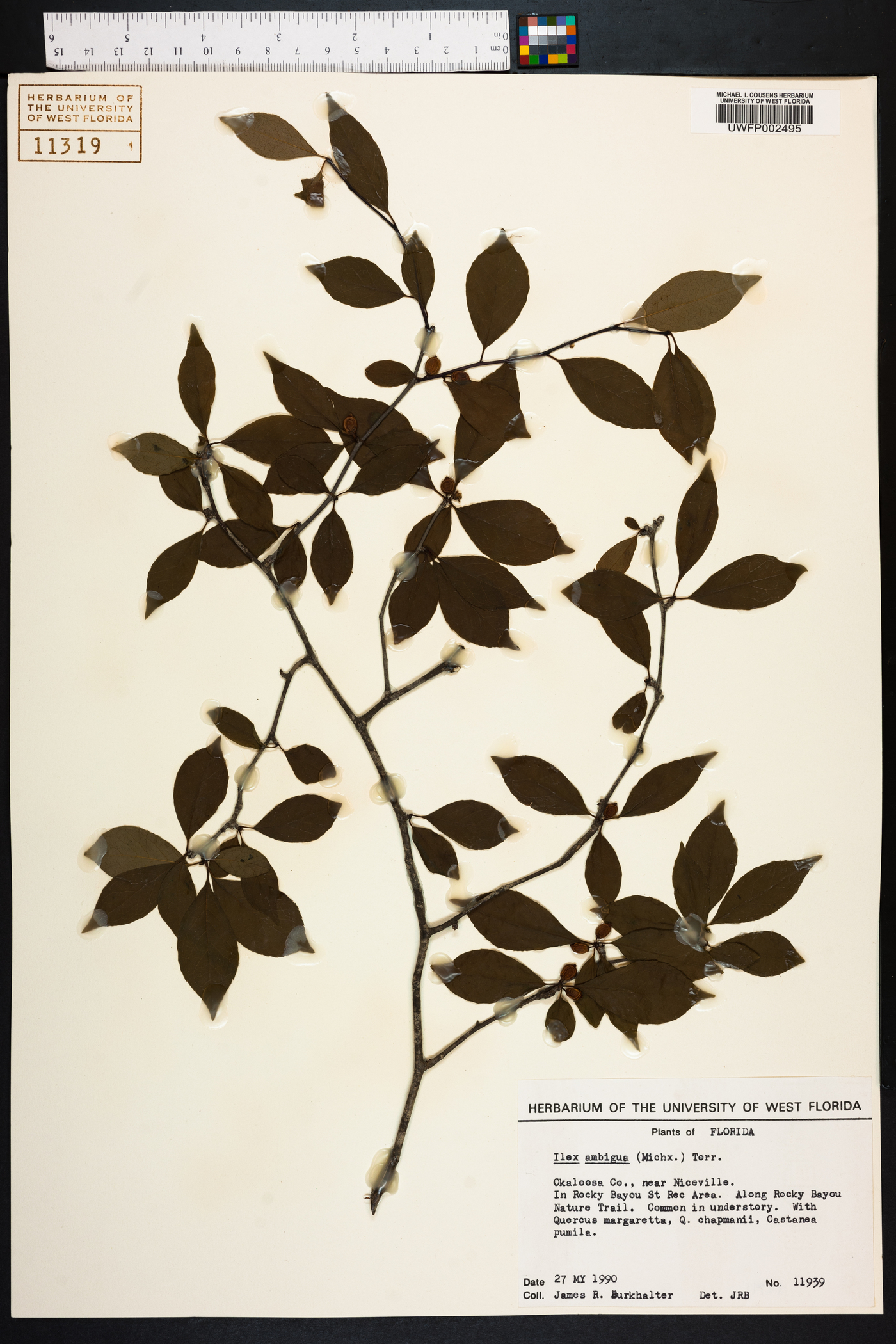 Ilex ambigua image