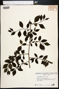 Ilex ambigua image