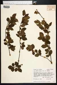 Ilex ambigua image