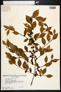 Ilex ambigua image