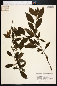 Ilex ambigua image