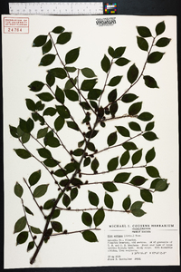 Ilex ambigua image