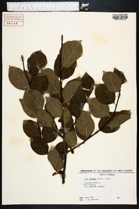 Ilex ambigua image