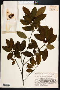 Ilex amelanchier image