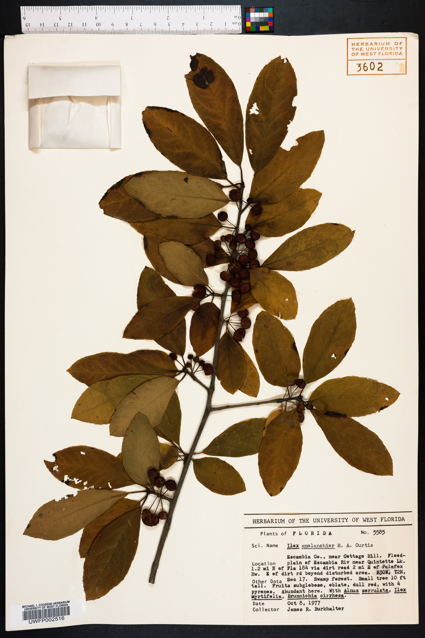 Ilex amelanchier image