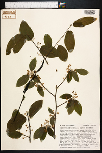 Ilex amelanchier image