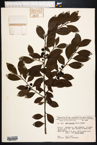 Ilex coriacea image