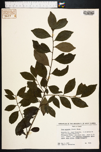 Ilex coriacea image