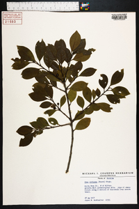 Ilex coriacea image