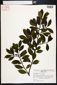 Ilex coriacea image