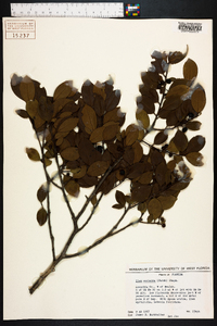 Ilex coriacea image