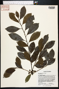 Ilex coriacea image