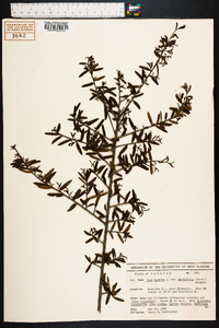 Ilex myrtifolia image