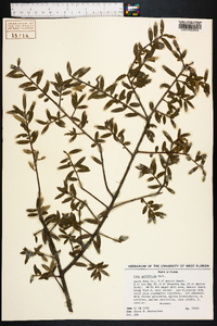 Ilex myrtifolia image