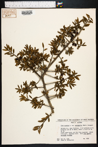 Ilex myrtifolia image