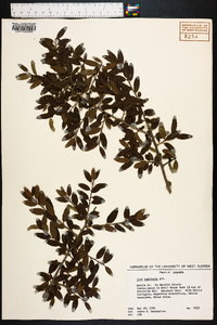 Ilex vomitoria image