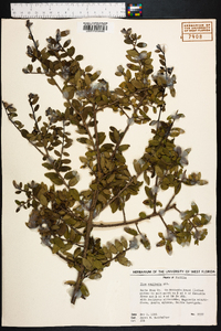 Ilex vomitoria image