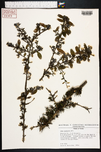 Ilex vomitoria image