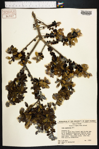 Ilex vomitoria image