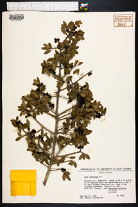 Ilex vomitoria image