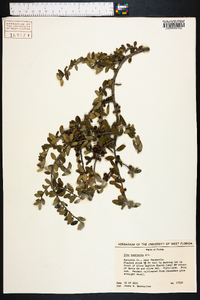 Ilex vomitoria image