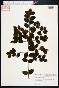 Ilex vomitoria image