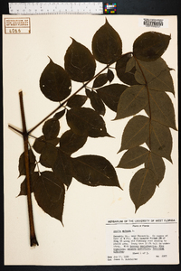 Aralia spinosa image