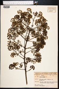 Aralia spinosa image