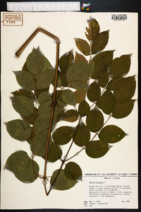 Aralia spinosa image