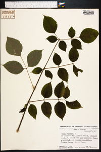 Aralia spinosa image