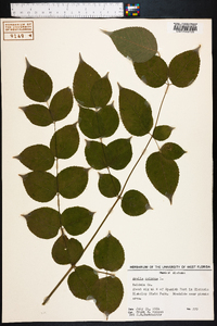 Aralia spinosa image