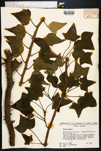 Hedera helix image