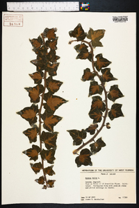 Hedera helix image