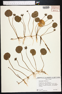 Hydrocotyle umbellata image