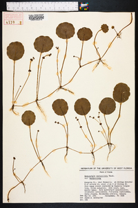 Hydrocotyle verticillata image