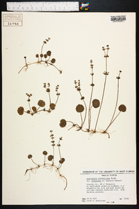 Hydrocotyle verticillata image