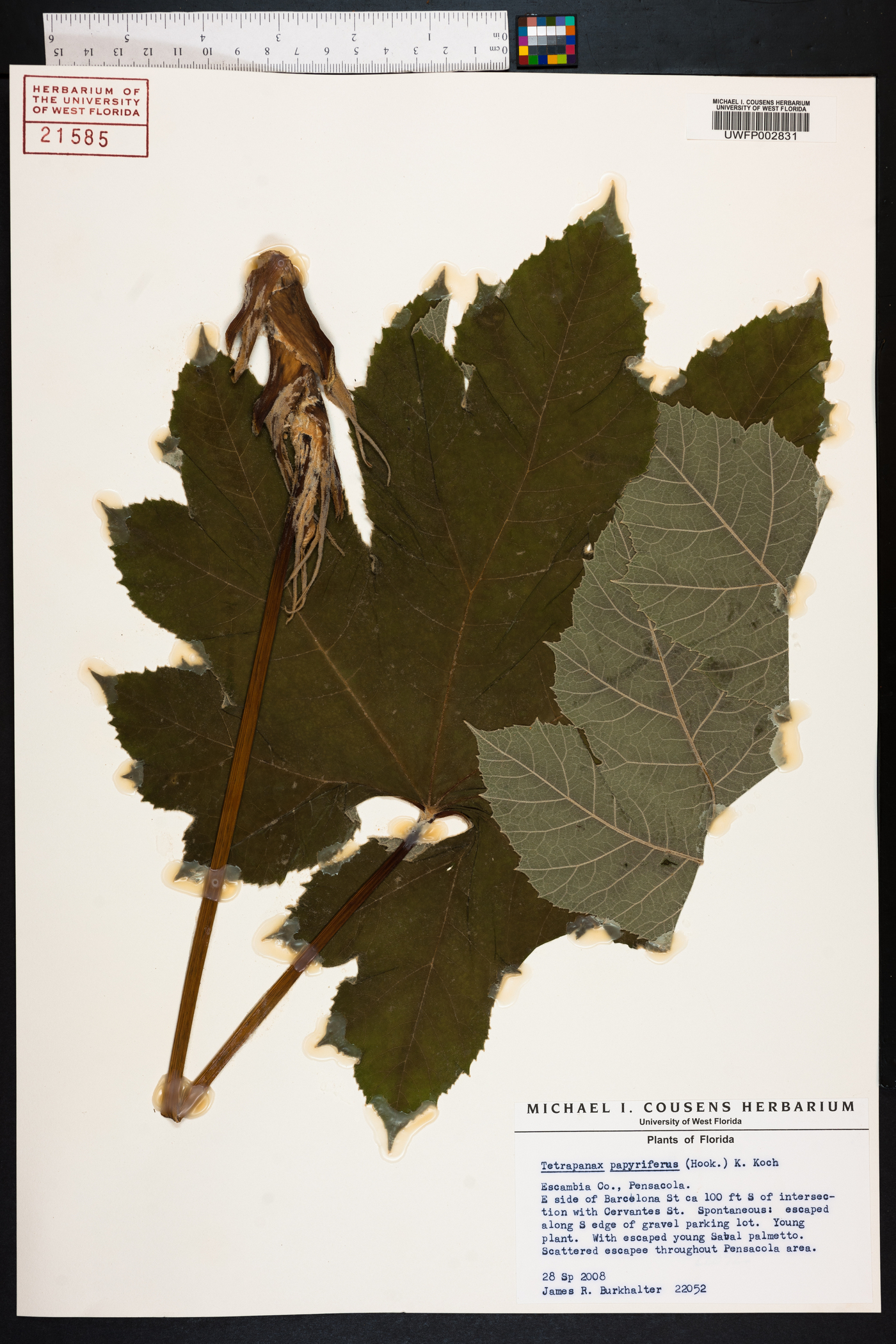 Tetrapanax papyriferus image
