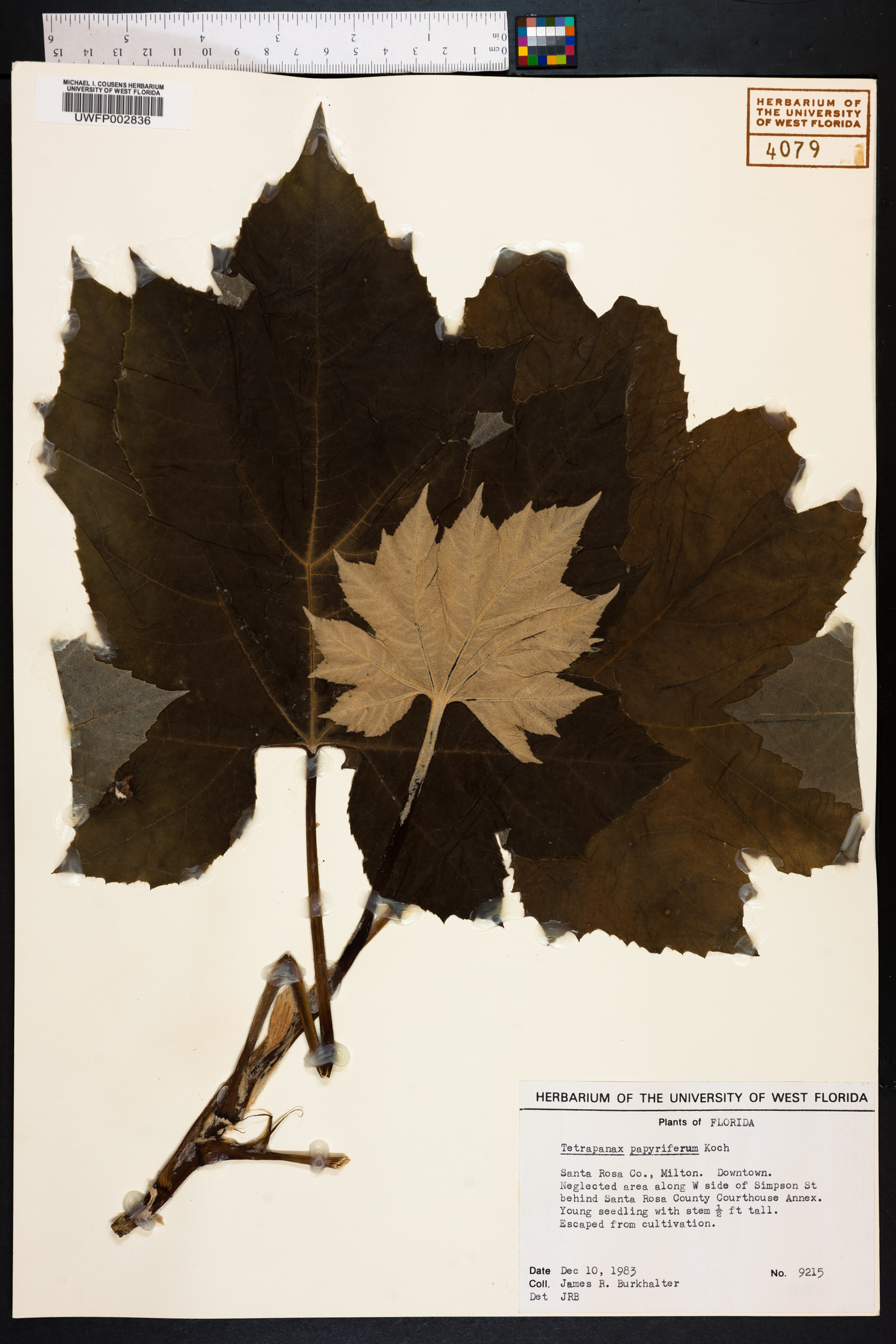 Tetrapanax papyriferus image