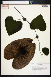 Aristolochia gigantea image