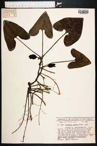 Hexastylis arifolia image