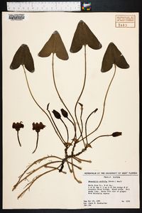 Hexastylis arifolia image