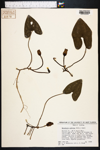 Hexastylis arifolia image