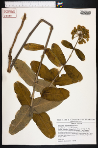 Asclepias amplexicaulis image