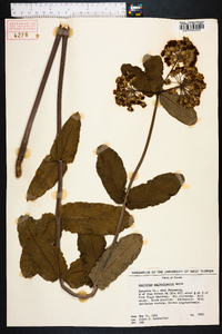 Asclepias amplexicaulis image